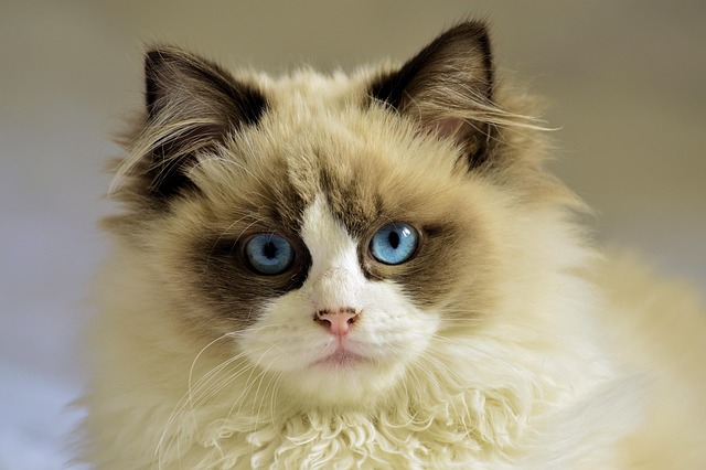 domestic-cats-640x480-5105724.jpeg