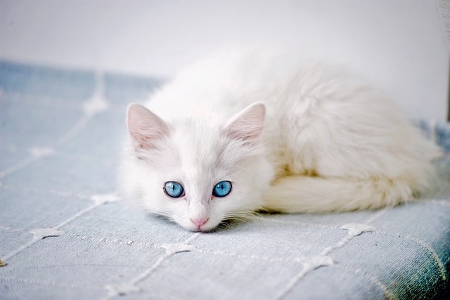 Domestic Cats