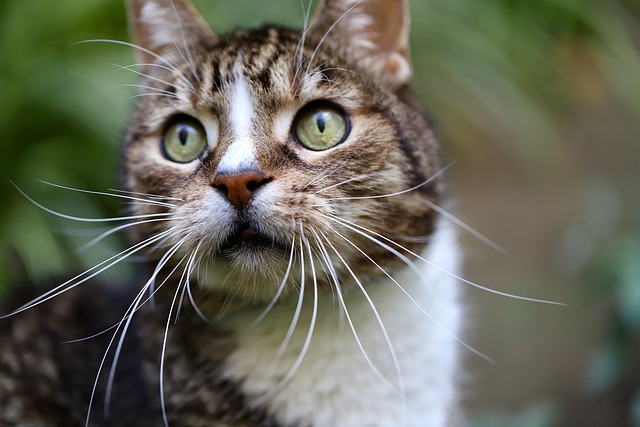 Domestic Cats