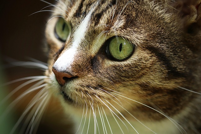 Domestic Cats