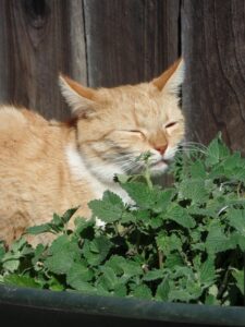 domesticated-orange-tabbies-640x480-80378483.jpeg