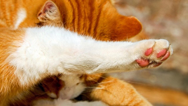 Domesticated Tabby Cats