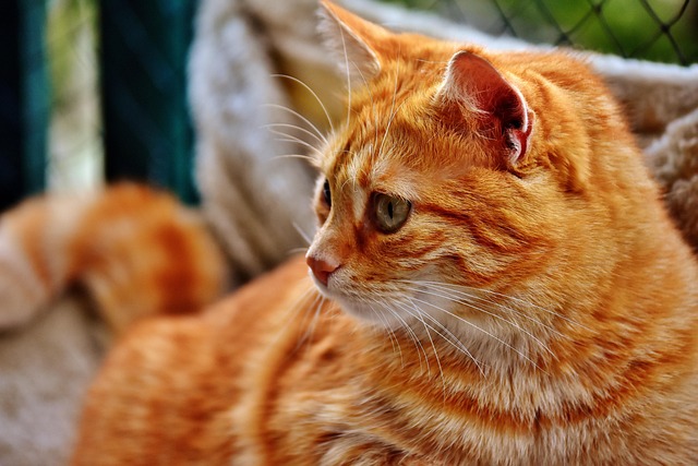Domesticated Tabby Cats