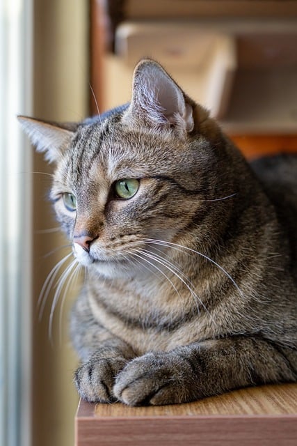 Domesticated Tabby Cats