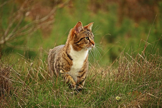 domesticated-tabby-cats-640x480-46044025.jpeg