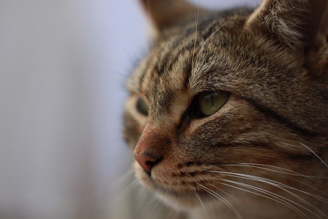 Domesticated Tabby Cats
