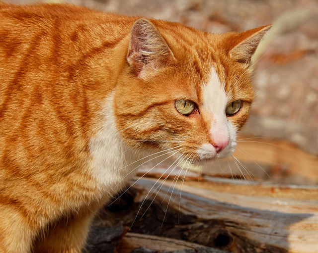 Domesticated Tabby Cats