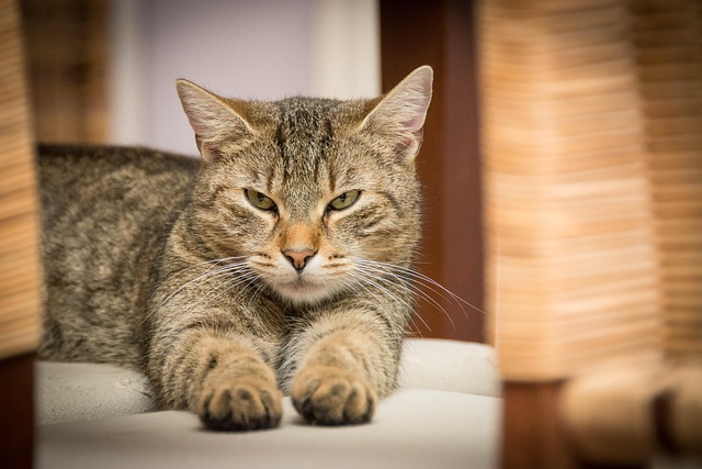 Domesticated Tabby Cats