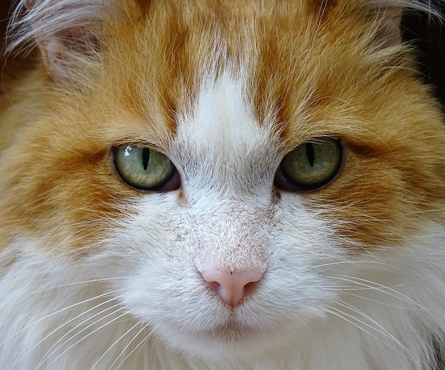Ginger Cats