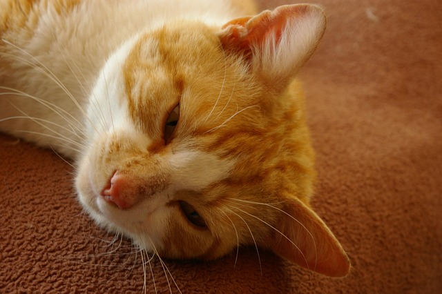 Ginger Cats