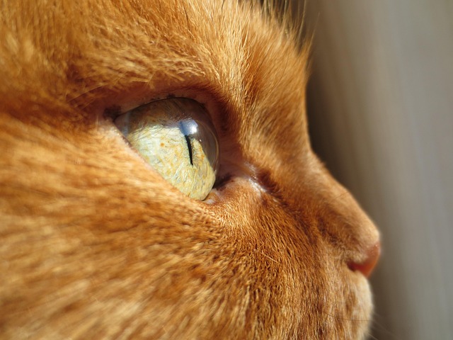 Ginger Cats