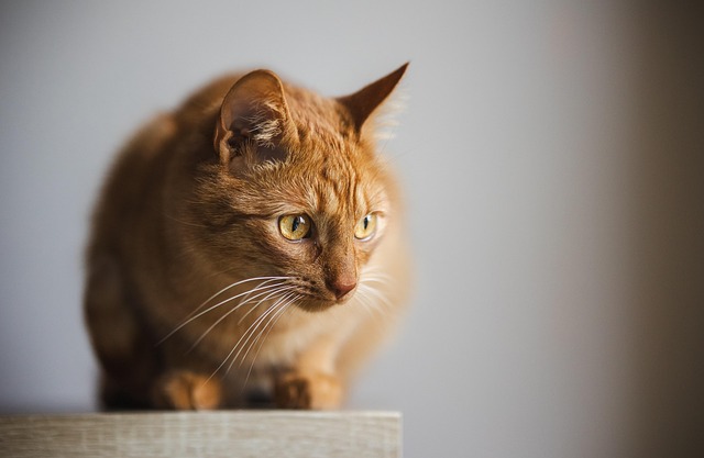 Ginger Cats