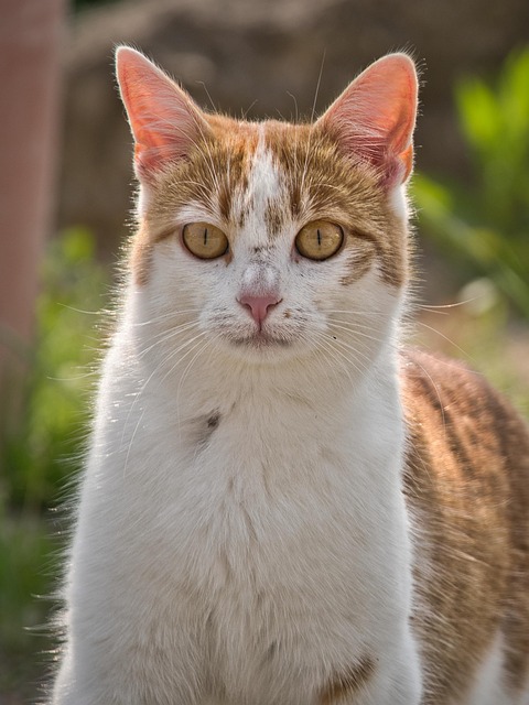 Ginger Cats