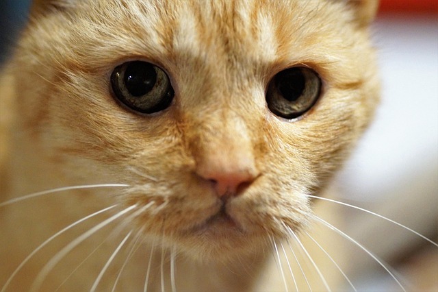 Ginger Cats