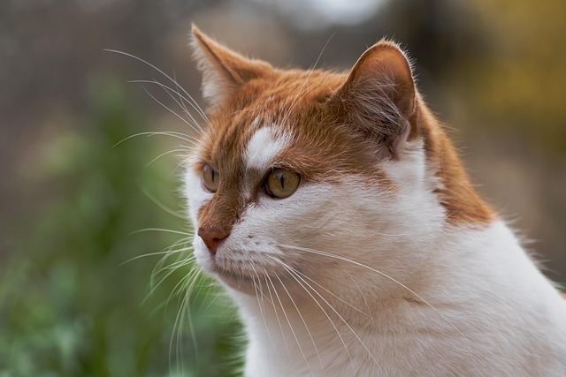 Ginger Cats