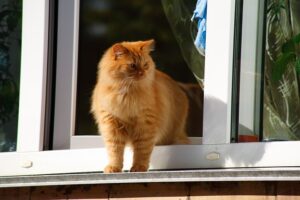 ginger-cats-640x480-45408762.jpeg