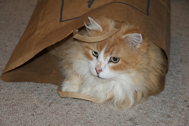 Ginger Cats