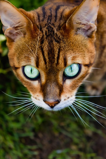 Ginger Cats