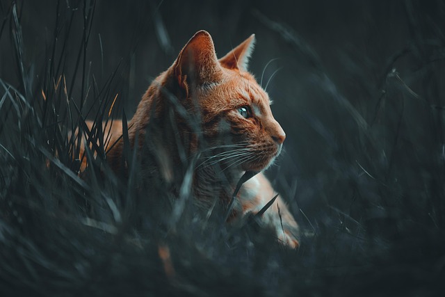 Ginger Cats