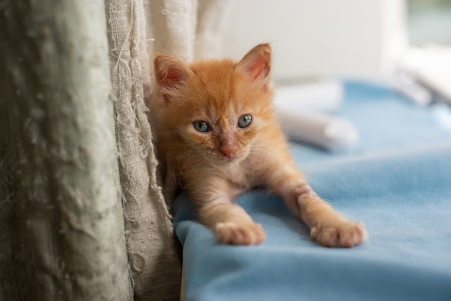 Ginger Cats