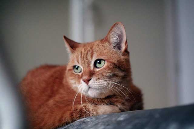 Ginger Cats