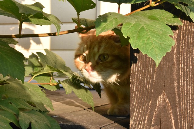 ginger-cats-640x480-78354137.jpeg