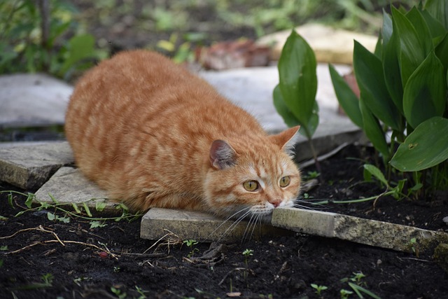 Ginger Cats