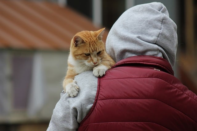 Ginger Cats