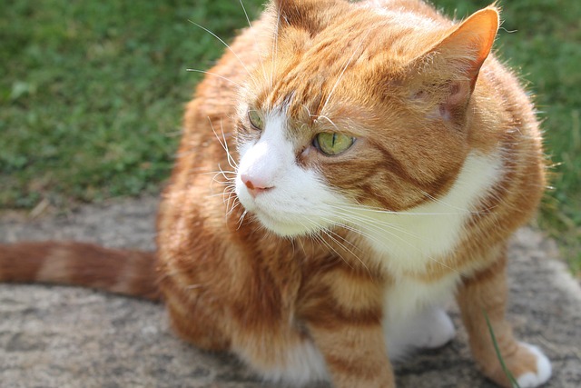 Ginger Cats