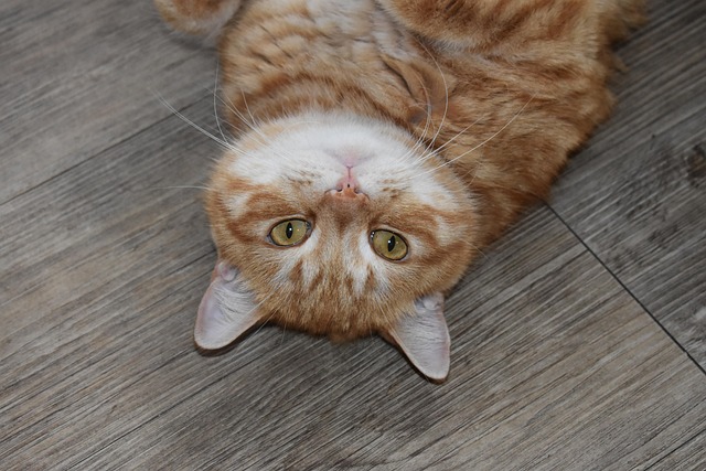 Ginger Cats