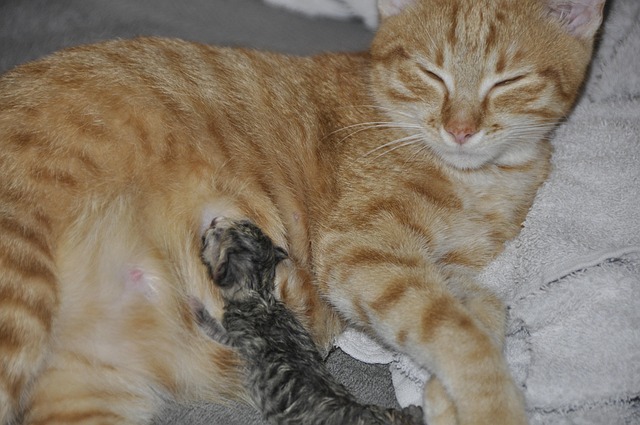 Ginger Kittens