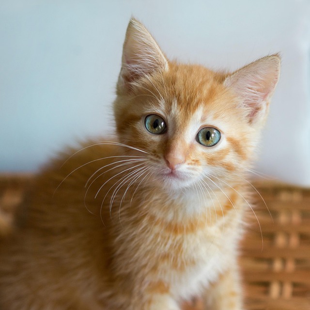 Ginger Kittens