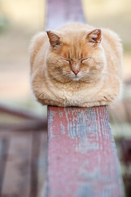 Ginger Kittens