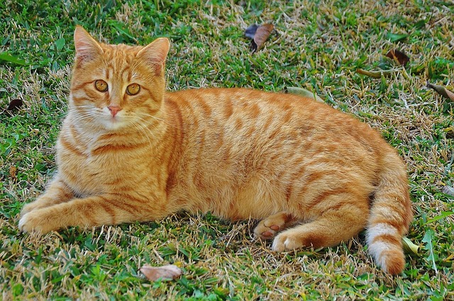 Ginger Kittens