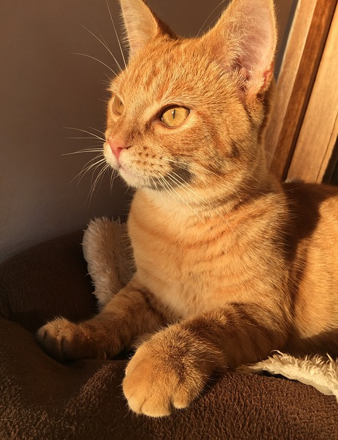 ginger-kittens-640x480-33974396.jpeg