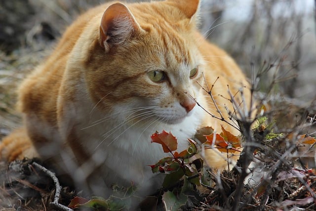 Ginger Kittens