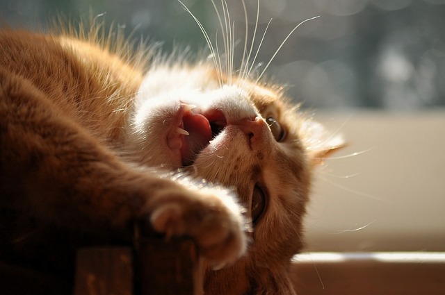 ginger-kittens-640x480-46438687.jpeg