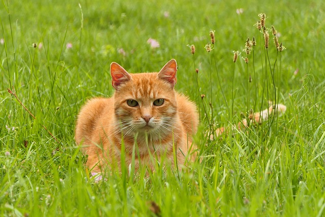 Ginger Kittens