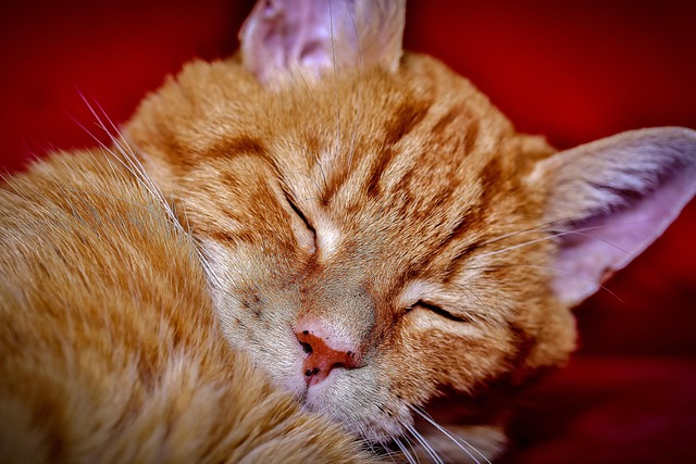 ginger-kittens-640x480-51457677.jpeg