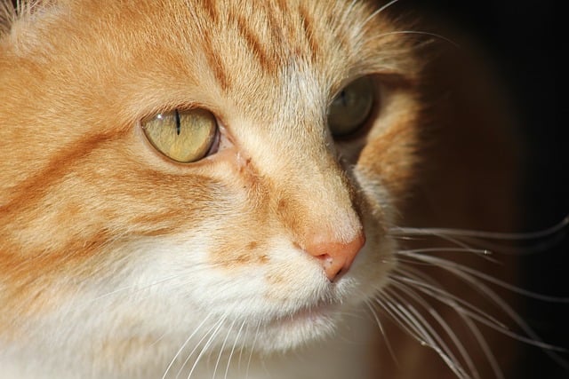 ginger-kittens-640x480-53176678.jpeg