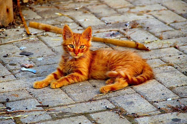 Ginger Kittens