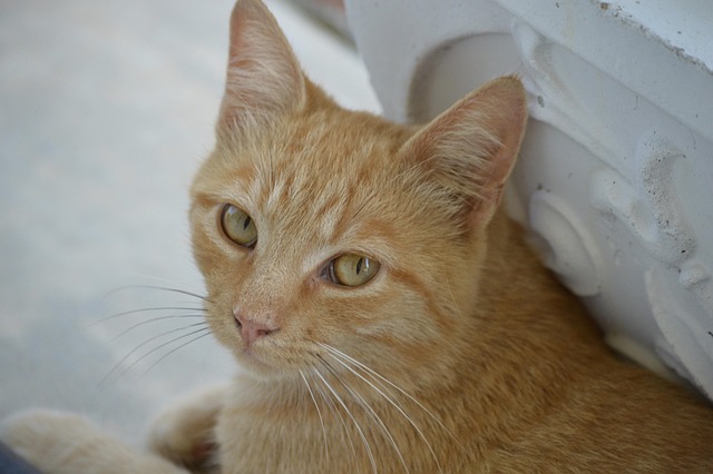 Ginger Kittens