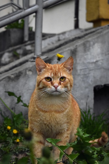 Ginger Kittens