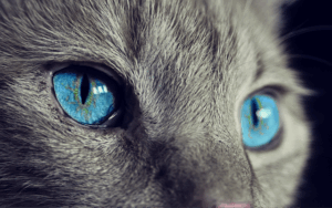 marmalade-cats-640x480-58134661.png