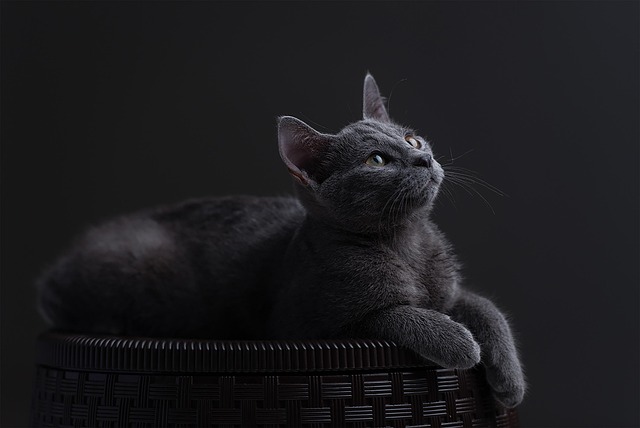 marmalade-felines-640x480-48273651.jpeg
