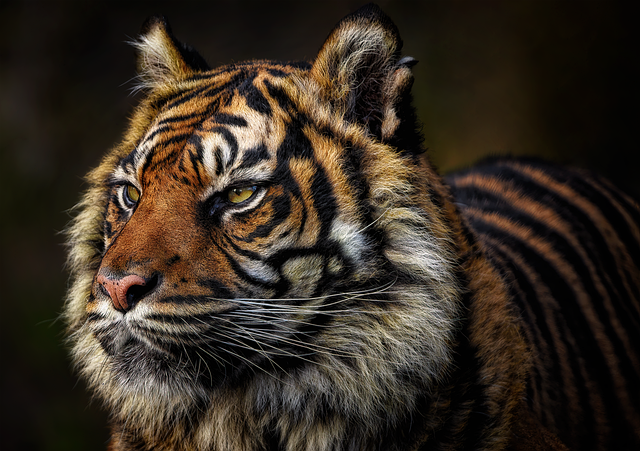 marmalade-felines-640x480-67012420.png