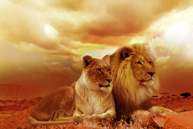 Marmalade Felines