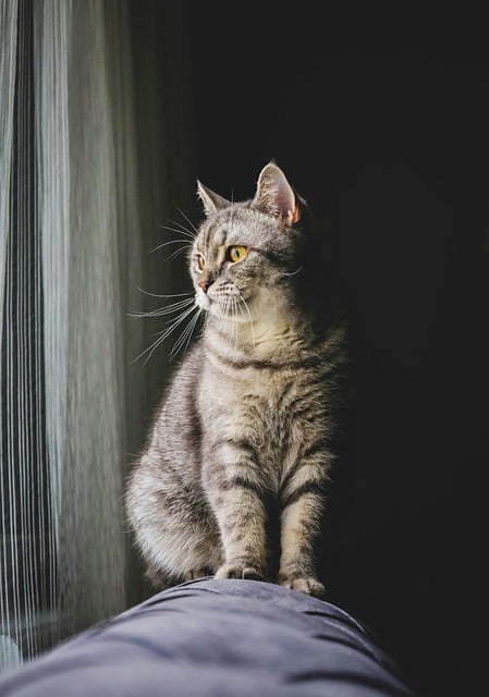 Marmalade Felines