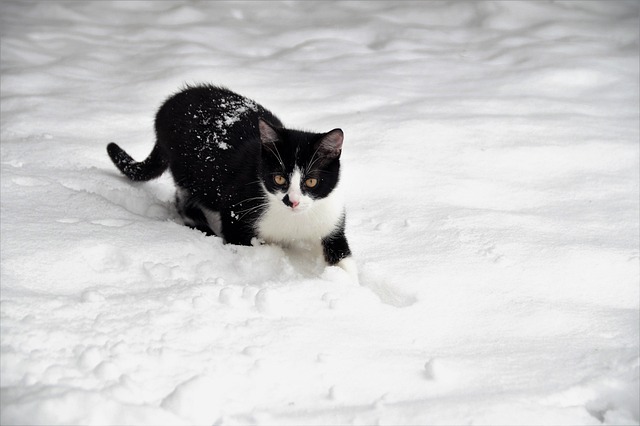 marmalade-felines-640x480-98950791.jpeg