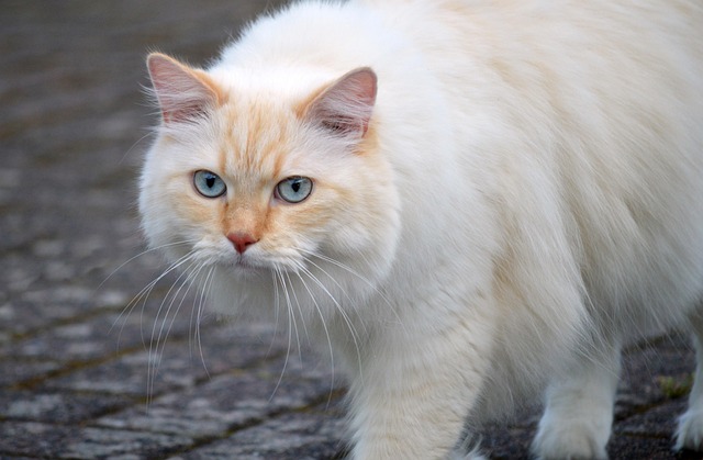 Orange Cat Resources